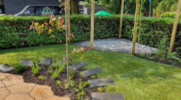 Blauwe regen over pergola