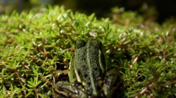 Vijvertuin met kikker